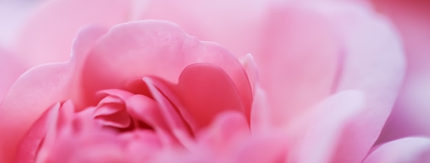 Foco suave fundo floral abstrato rosa rosa flor macro flores pano de fundo para marca de feriado