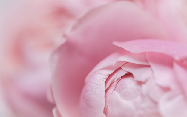 Foco suave fundo floral abstrato rosa rosa pétalas de flores macro pano de fundo para férias