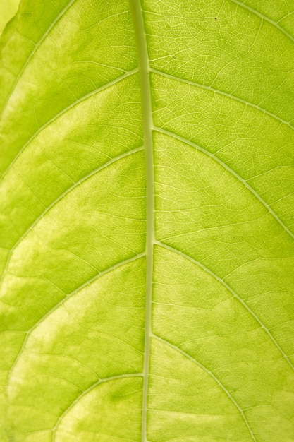 Foto foco suave, fundo verde folha