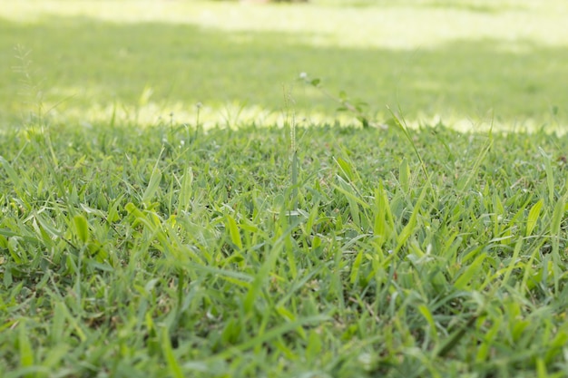 Foco suave grama verde no jardim