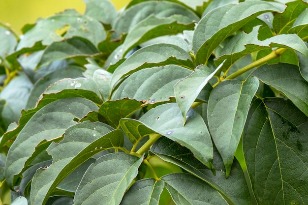 Foco suave de hoja verde, fondo verde