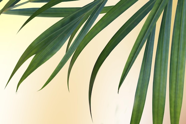 Foco suave en hojas de palma verdes