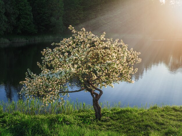 Foco suave. macieira florescendo à luz do sol em um fundo escuro.