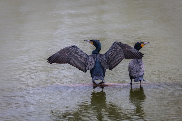 Foco superficial de cormoranes con alas extendidas en el agua