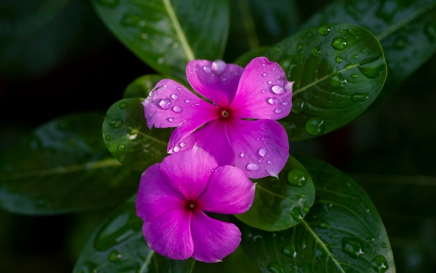Foco superficial de la flor de Catharanthus roseus comúnmente conocido como el bígaro rosa en un día lluvioso
