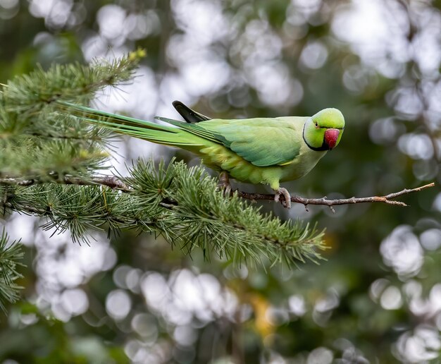 Foco superficial de un loro periquito verde de Newton