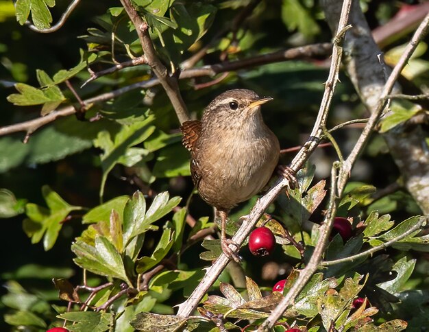 Foto foco superficial de un pájaro dunnock