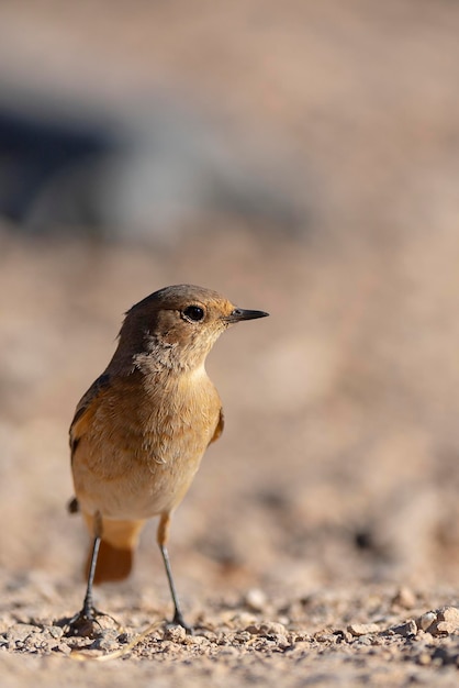 Foenicurus foenicurus Córdoba, España