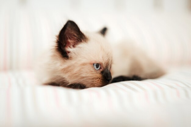 Foto fofinho gatinho branco com orelhas pretas está aninhado em uma cama branca enquanto tenta dormir. gato de estimação isolado