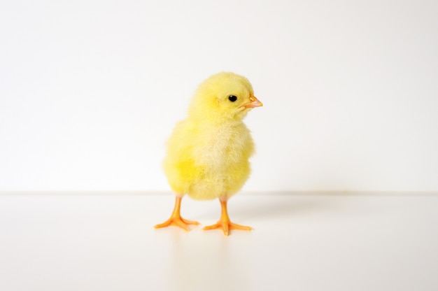 Fofinho pequenino pintinho amarelo recém-nascido em fundo branco