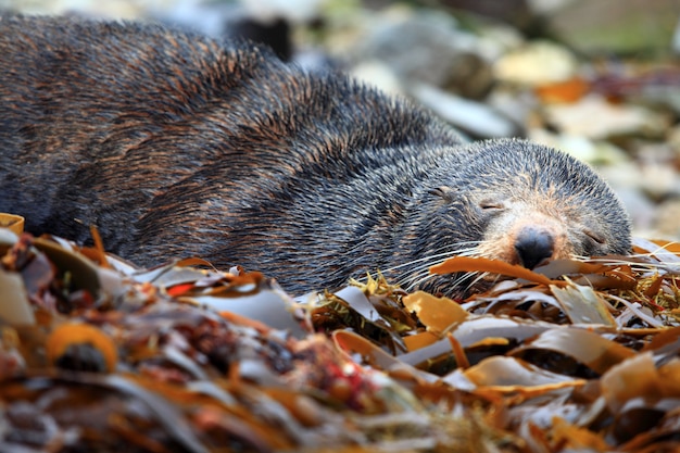 Fofo dormindo selo selvagem na colônia de focas Kaikoura Nova Zelândia