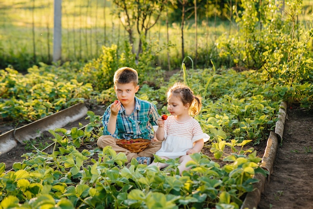 Fofo e feliz irmão e irmã em idade pré-escolar coletam e comem morangos maduros no jardim em um dia ensolarado de verão. Infância feliz. Colheita saudável e amiga do ambiente.