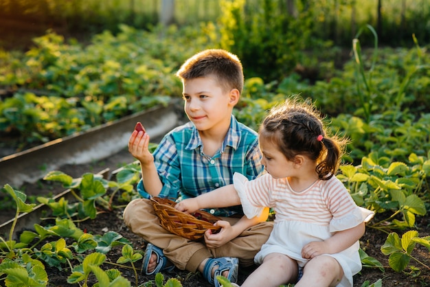 Fofo e feliz irmão e irmã em idade pré-escolar coletam e comem morangos maduros no jardim em um dia ensolarado de verão. infância feliz. colheita saudável e amiga do ambiente.