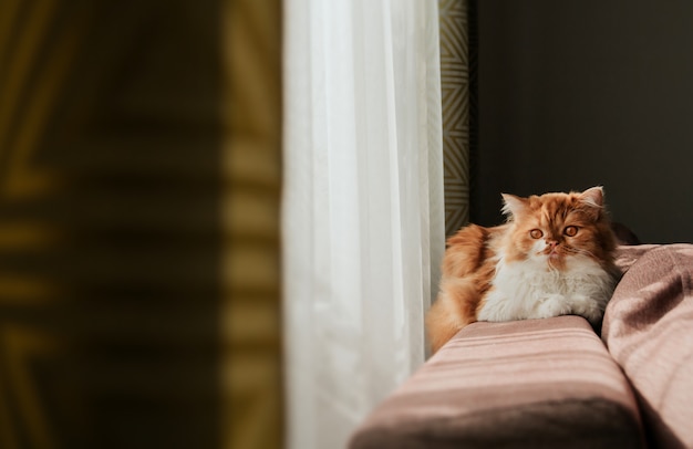 Fofo gato ruivo na parte de trás do sofá perto da janela. Gatinho escocês vermelho.