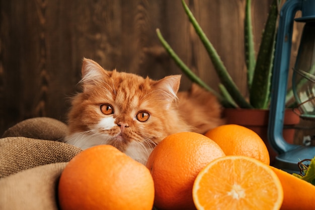 Fofo gato ruivo senta-se entre laranjas maduras em uma mesa de madeira velha