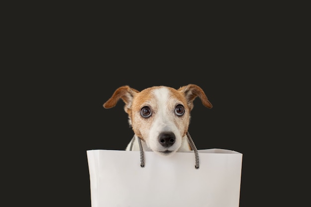 Foto fofo jack russell terrier cachorro sentado com um saco de papel branco e olhando para cima no preto.