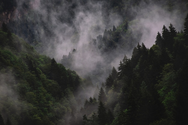 Foggy And Misty Dark Mountain Forest