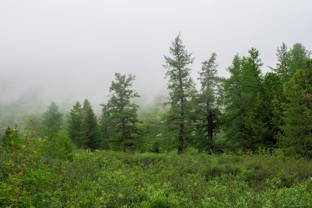 Foggy Cedar forest, Siberian taiga verde natural background. Reserva natural, conceito de planeta verde.