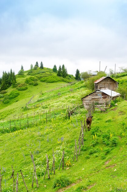 Foggy Plateau Highland mit Giresun - Türkei