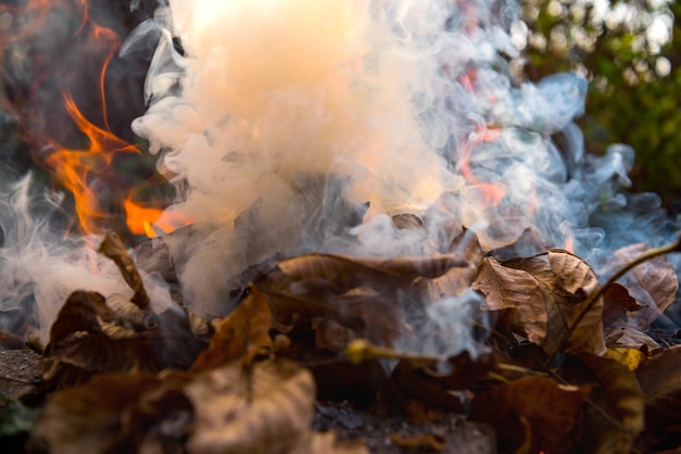 Fogo ardente de folhas secas. Chamas e fumaça de folhas queimadas. Queimar folhas faz mal ao meio ambiente