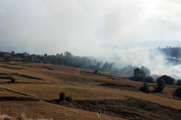 fogo de palha