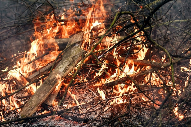 Fogo de uma grama antiga do ano passado, galhos secos e lixo. Fogo e fumaça em uma plantação florestal