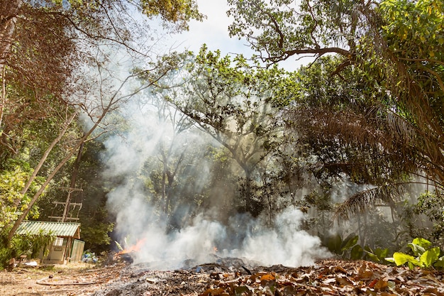 Fogo em uma floresta tropical devido ao clima quente. muita fumaça e cinzas, os raios de sol cortam as árvores.