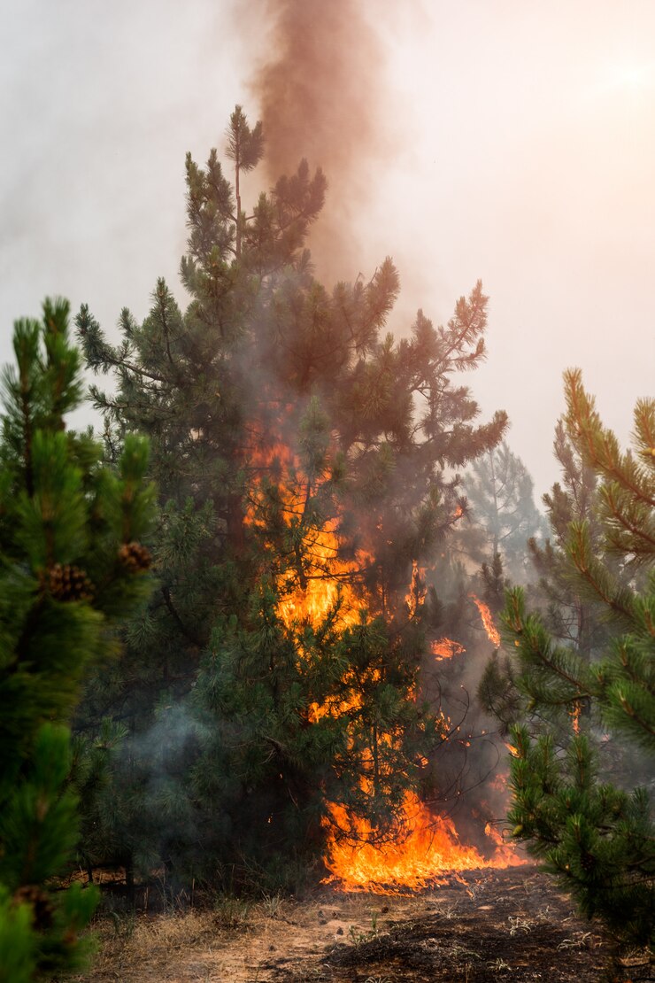 Foto fogo florestal. árvores queimadas após incêndio, poluição e muita fumaça
