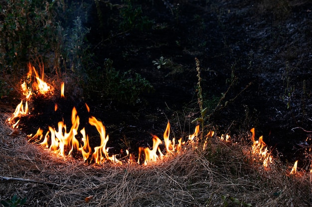 Foto fogo, fogo de grama seca em uma floresta, fogo de vegetação seca