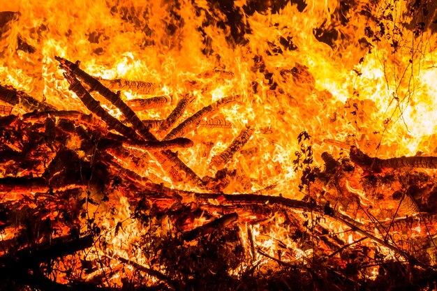 fogo, grama ardente e árvores pequenas.