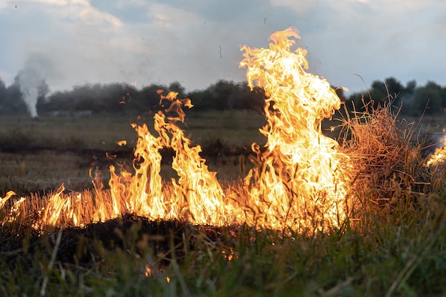 Foto fogo na estepe, a grama está queimando destruindo tudo em seu caminho.