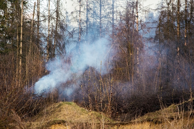 Fogo na floresta durante o tempo seco. Na floresta as árvores queimam, a fumaça vai