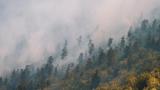 Fogo na floresta. Fogo forte e névoa na floresta