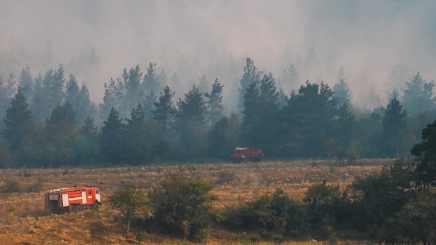 Fogo na floresta. Fogo forte e névoa na floresta