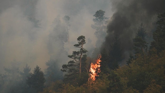 Foto fogo na floresta. fogo forte e névoa na floresta