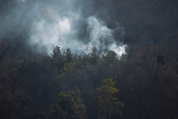 Fogo na floresta fumaça sobre as árvores abetos verdes e fumaça cinza