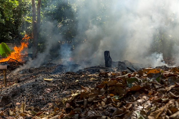 Fogo na floresta tropical devido ao clima quente, muita fumaça e raios de sol de cinzas cortam as árvores