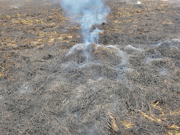 Foto fogo no campo fumaça branca após incêndio na grama