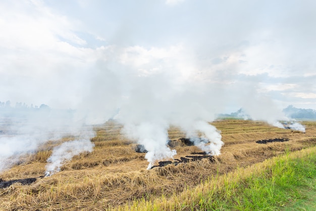 Fogo queimando palha de arroz seco no campo