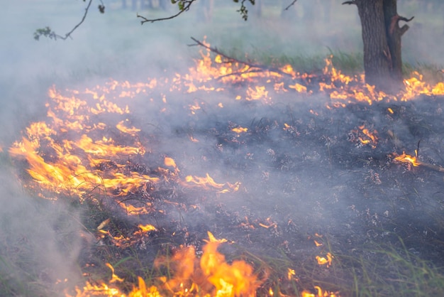 Fogo se espalhando rapidamente pela grama seca na floresta fechada