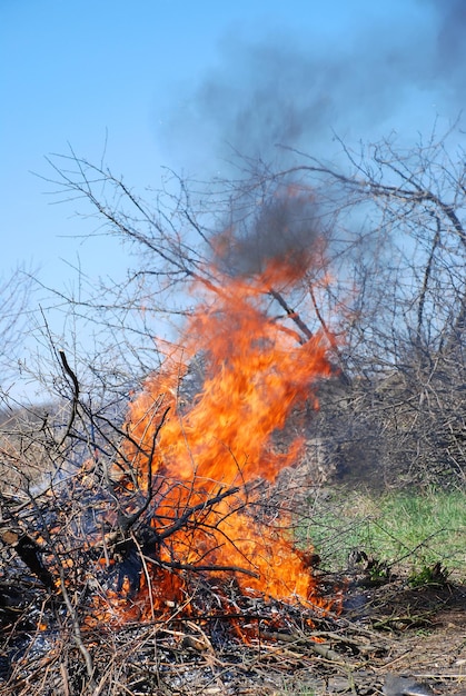 Foto fogueira brilhantemente ardente de galhos