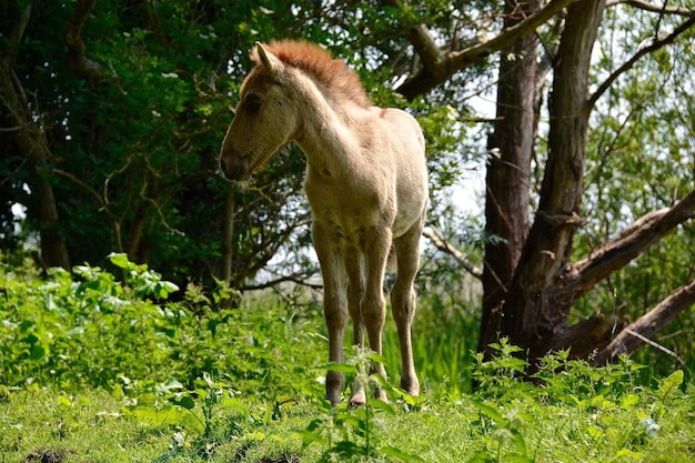 Fohlen auf grasbewachsenem Feld gegen Bäume