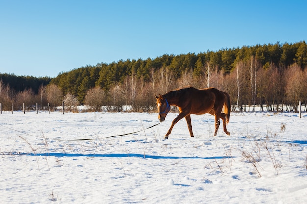 Fohlen in einem sonnigen winterfeld trottet