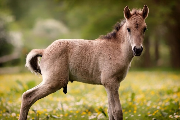 Fohlen stehen auf dem Feld