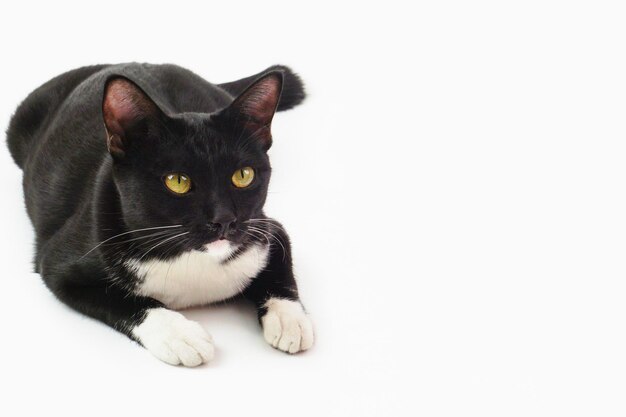 Fokus auf das Gesicht einer schwarzen, pelzigen, spielerischen Katze, die auf etwas starrt.