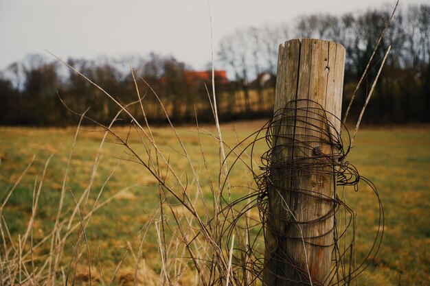 Foto fokus auf den vordergrund