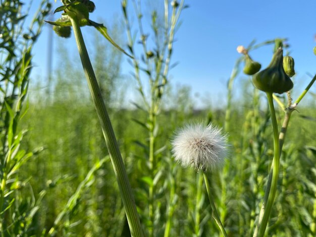 Foto fokus auf den vordergrund