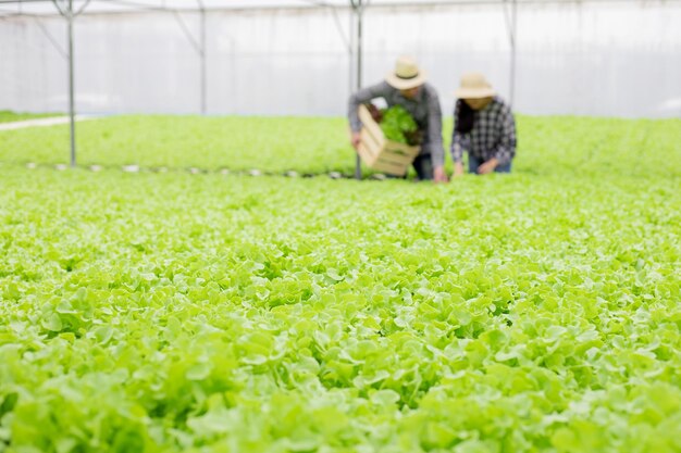 Fokus auf Gemüse mit unscharfem Hintergrund von männlichen und weiblichen Gärtnern sammeln Bio-Gemüse, das von der Hydroponics-Gemüsefarm geerntet und in einen Holzkorb gelegt wird, den er trägt.