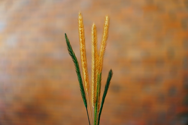 Foto fokus des grases mit unschärfehintergrund