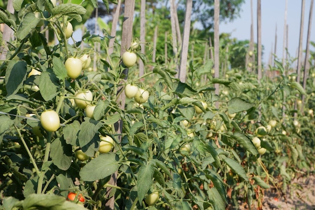 Fokussieren Sie sich gezielt auf junge grüne Tomaten in einem Gewächshaus Gartenbau Gemüse weicher Fokus